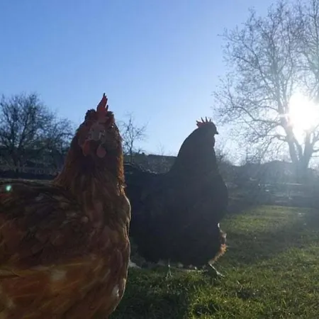 Serendipity Palamartsa