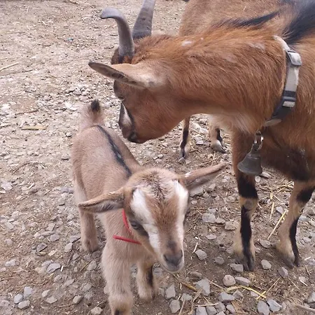 Serendipity Palamartsa Ferienhaus Palamarza