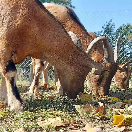 Serendipity Palamartsa *