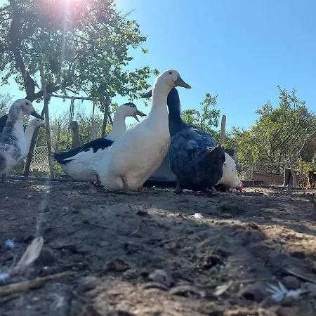 Serendipity Casa vacanze