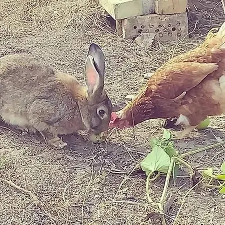 Serendipity Palamartsa