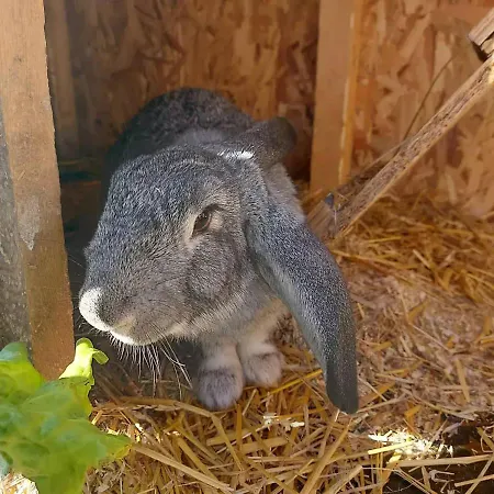 Serendipity Palamartsa *