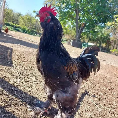 Serendipity Palamartsa Ferienhaus