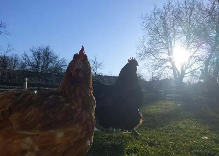 Serendipity Palamartsa