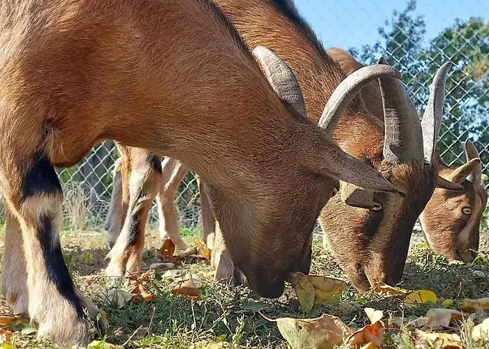 Serendipity Palamartsa *