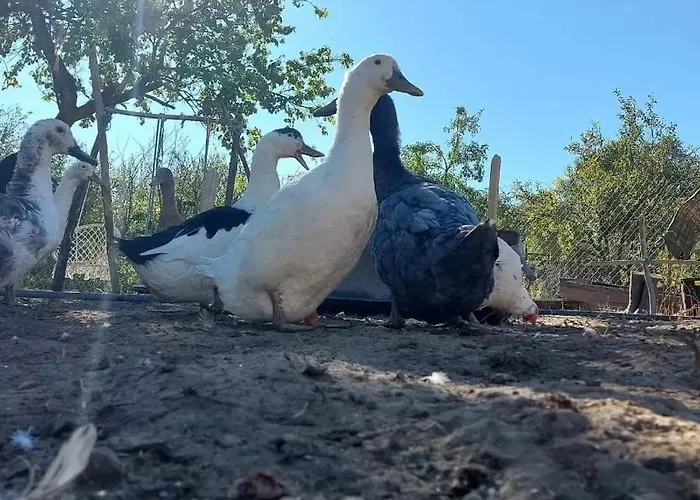 Serendipity Palamartsa Σπίτι διακοπών