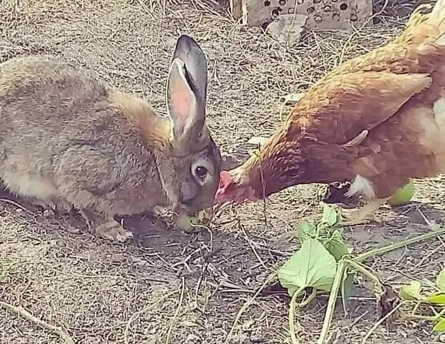 Serendipity Palamartsa