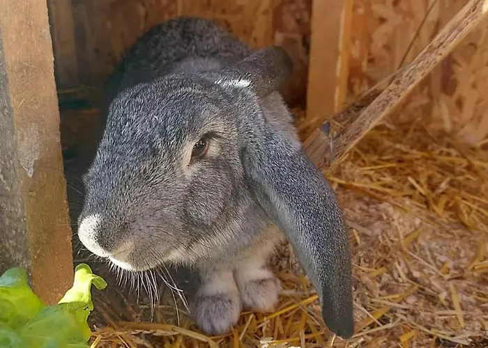 Serendipity Palamartsa *