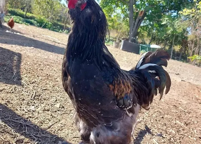 Serendipity Palamartsa Vakantiehuis